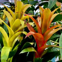 グズマニア,グズマニア,いね,いね,いねの画像