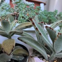 月兎耳,ゴールデンラビット,多肉植物の画像
