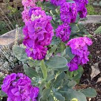 ストック,公園,今日の花,晴れた日,お散歩写真の画像