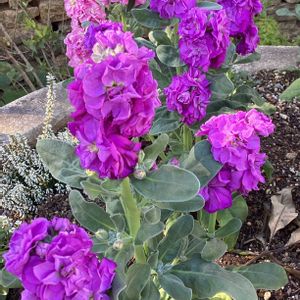 ストック,公園,今日の花,晴れた日,お散歩写真の画像