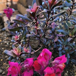 リーフ好き☘.۰•゜,地植え,かわいいな♡,大好きなお花,お花好きの画像