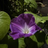 ノアサガオの画像