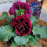 パンビオさん,のんのんスミレ,バラ 鉢植え,秋バラ,GSのみなさんに感謝♡の画像