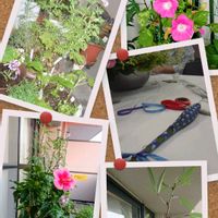 アサガオ,ハイビスカス,ハイビスカス,ローズゼラニウム,ローゼルの画像