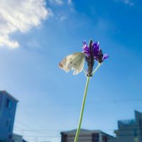カモミール,ブロッコリー,植物,花のある暮らし,植物大好きの画像