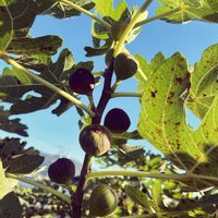 イチジクの画像