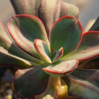 紅司,多肉植物,珍奇植物,my succulent,美しい...の画像