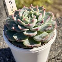 ブルーピーコック,多肉のある暮らし,防寒対策,多肉の土,タニラーの画像