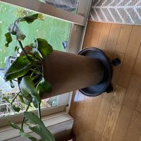 クワズイモの画像