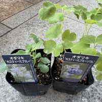 オダマキ,ファルファリア,ウインティー,お迎え,ビオラ・パンジーの画像