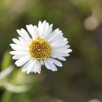 エリゲロン,白い花,マクロ撮影,キク科,緑のある暮らしの画像