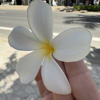 プルメリア,いい香り,チーム愛知,ホノルル動物園の画像