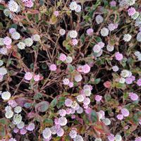 イワダレソウの画像