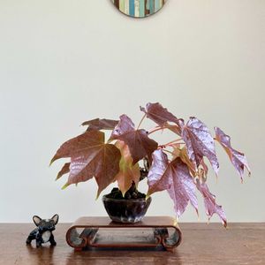 夏蔦,ツタ(蔦),ツタ(蔦),盆栽,小品盆栽の画像