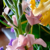 カーネーション,キク,スターチス,ストック,グロリオサの画像