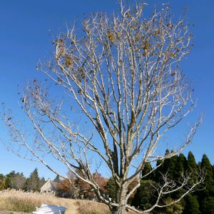 コブシ,ススキ,ススキ,ジェイクの木,われら17年組の画像