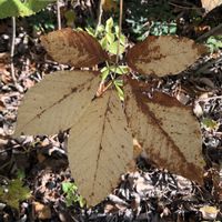 コシアブラ,庭の画像