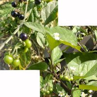 オオイヌノフグリ,イヌタデ,イヌホオズキ,イヌワラビ,イヌツゲの画像