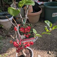 スタペリア,スタペリア,チマサンチュ,クラブアップル ゴージャス,クラブアップル ゴージャスの画像