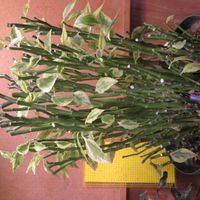 ダイギンリュウ,大銀竜,観葉植物,インテリアグリーン,珍奇植物の画像