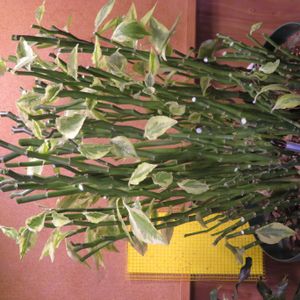 ダイギンリュウ,大銀竜,観葉植物,インテリアグリーン,珍奇植物の画像