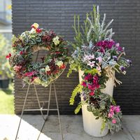 スパティフィラム,ガーデンシクラメン,クレマチス 白万重,マリーゴールド　ストロベリーブロンドの画像