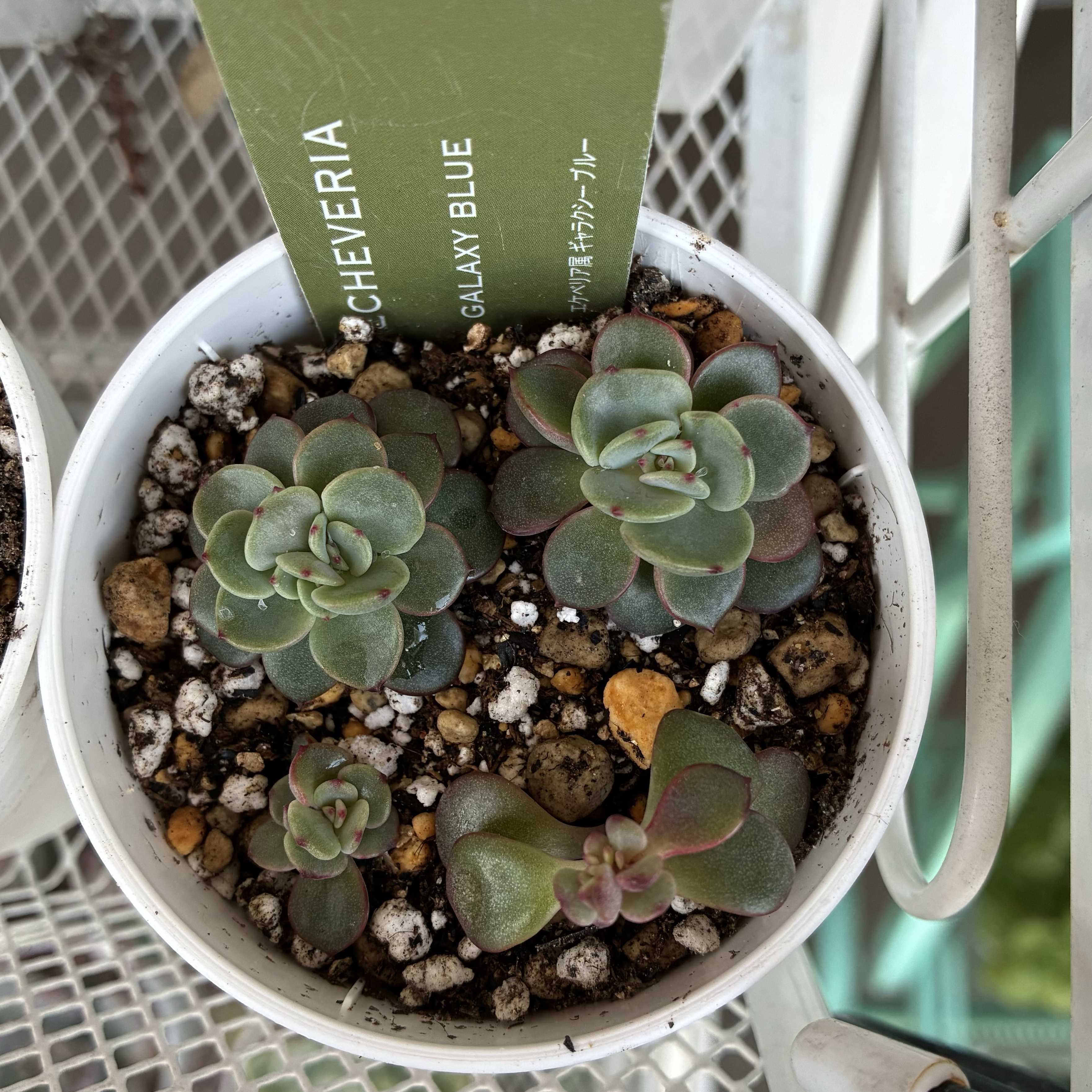 ギャラクシーブルーの一覧｜🍀GreenSnap（グリーンスナップ）