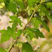 スグリ,スグリ,スグリ,落葉低木,スグリ科の画像