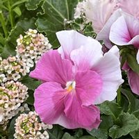 アリッサム,エンジェルストランペット,コスモス,コスモス,パンジー・ビオラの画像