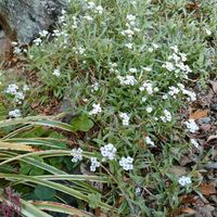 アリッサム,クレオメ,ノコギリソウ,ペチュニア,スタペリアの画像