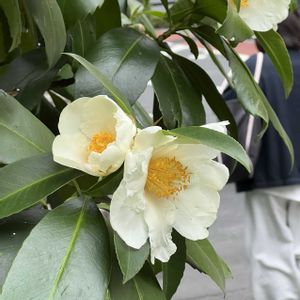 タイワンツバキの画像