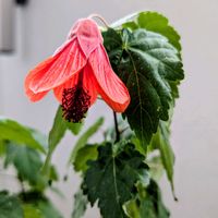 アブチロン,咲いた！,リビング・ダイニングの画像