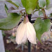 クレマチス,クレマチス ジングルベル,ジングルベル,クレマチス(しろぷー)の画像