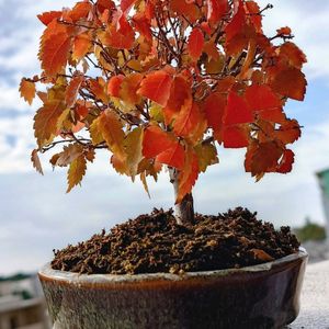 欅(けやき),盆栽,ケヤキの紅葉,棚,ベランダの画像