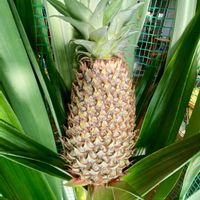 パイナップル,パイナップル,熱帯植物,熱帯果樹,家庭菜園の画像