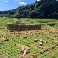 いね,稲の花,稲（いね）,稲わら,稲わらの画像