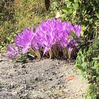 イヌサフラン,コルチカム,サフラン,サフランモドキ「ゼフィランサス」の画像