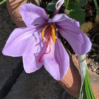 クロッカス,コルチカム,サフラン,サフラン,コルチカム(イヌサフラン)の画像