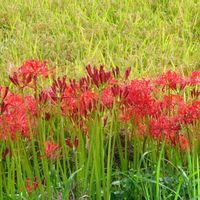 ヒガンバナ,いね,イネ（米）,実家の田んぼ,温泉県大分♨️の画像