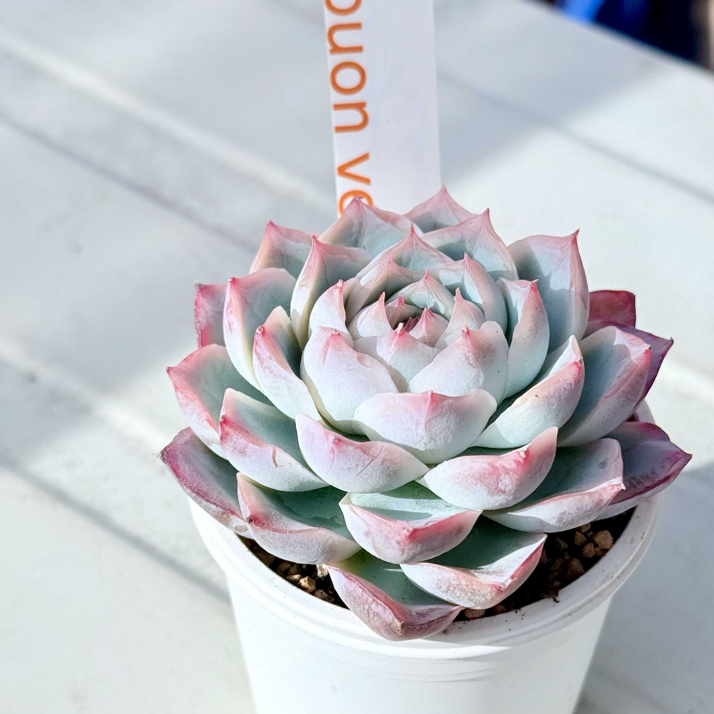 多肉アンさん苗✨リリス✕ラウイ❤️ 多肉アンさん苗✨リリス✕ラウイ❤️ 多肉アンさん苗✨リリス✕ラウイ