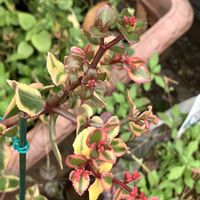 キク,キク,ノコンギク,ノコンギク,サルメントーサの画像