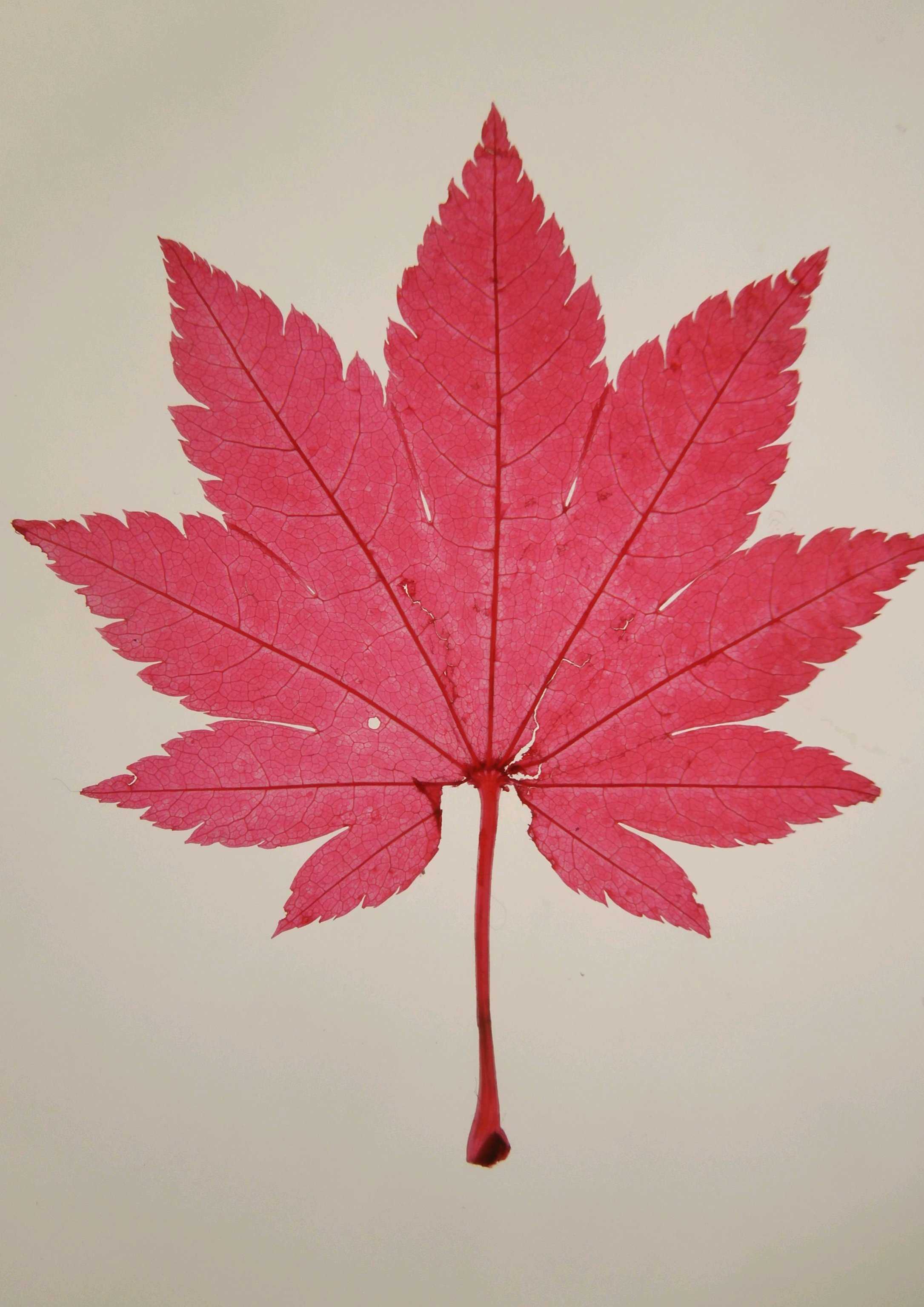 コハウチワカエデの育て方｜🍀GreenSnap（グリーンスナップ）