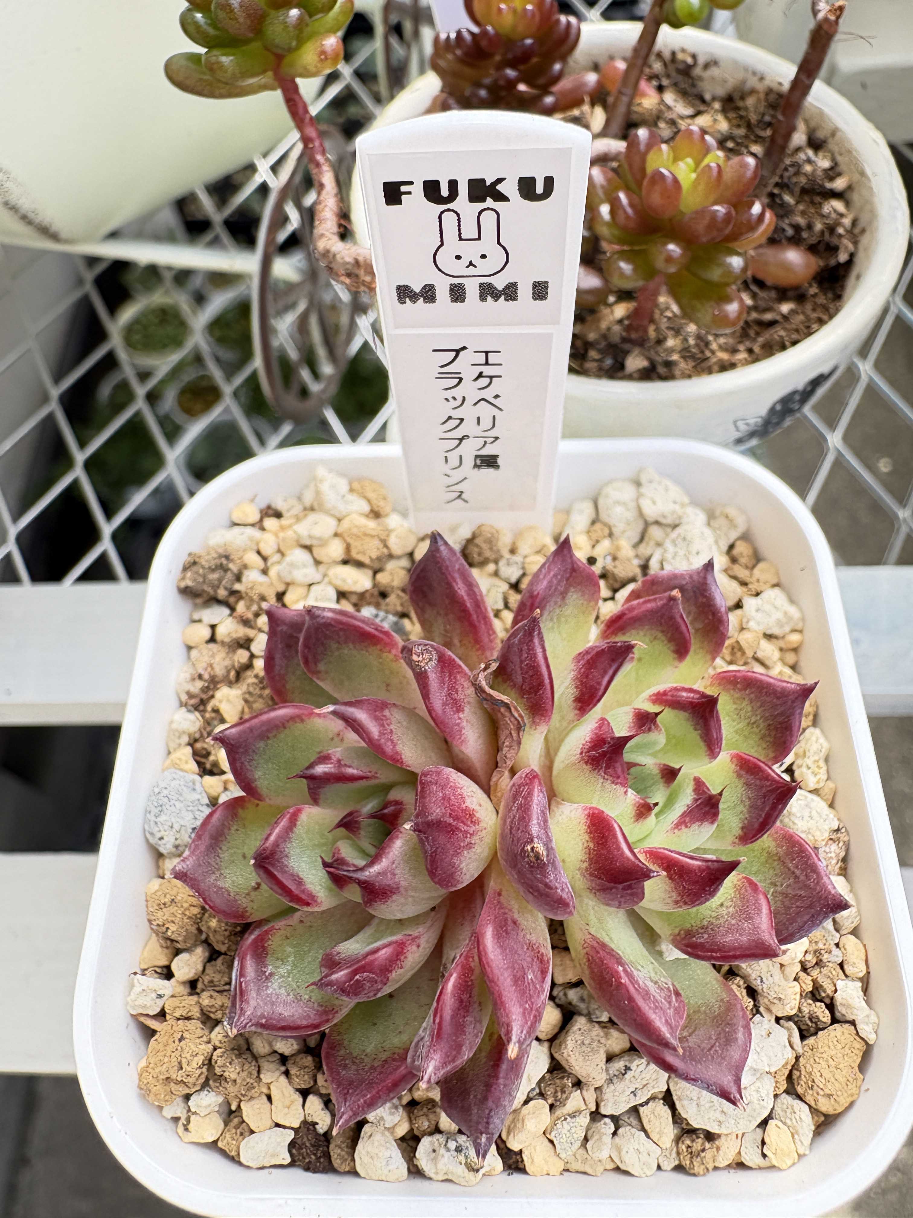 ブラックプリンスの育て方｜日当たりや水やり頻度は？植え替えは必要