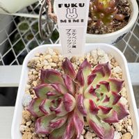 ブラックプリンス,多肉植物,ローズ,鳥取タニラー,福井園芸店の画像