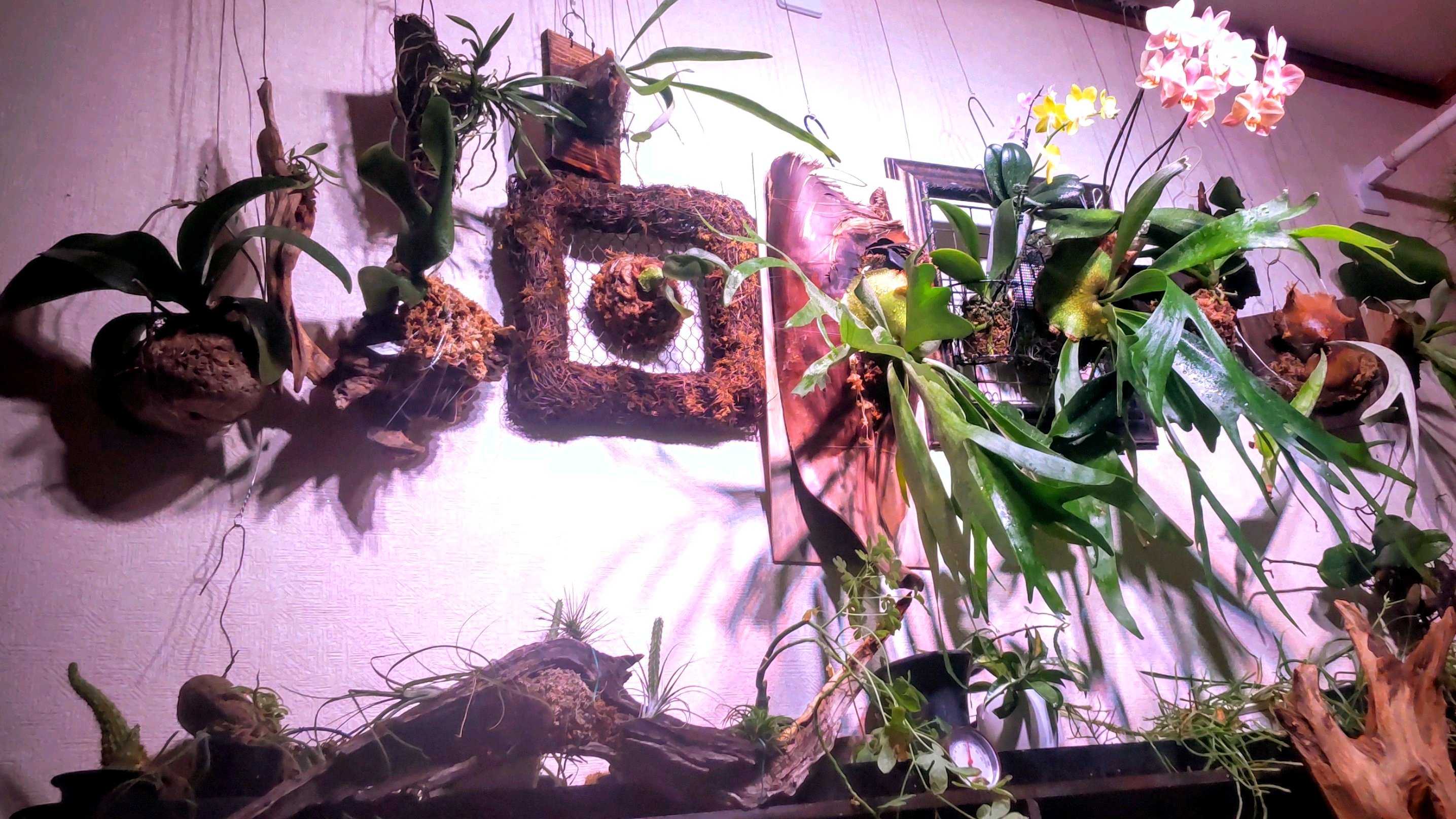 リドレイの向きと板付直しについて ビカクシダの森