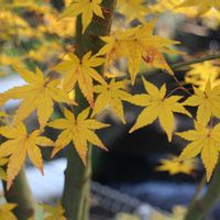 ヤマモミジ,小さな庭の画像