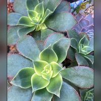 ミセバヤ,夕映え,多肉葉挿し,マジックジャムゴールド .,真上からの撮影の画像