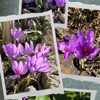 イヌサフラン,イヌサフラン,コルチカム,サフラン,サフランの画像