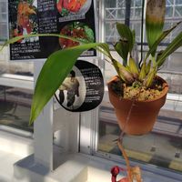 ハス,バケツラン,紅葉（こうよう）,東山植物園の画像