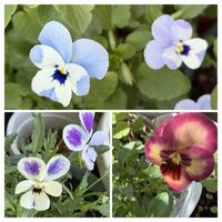 ツワブキ,ハイビスカス,ペンタス,ワタ,黒法師の画像